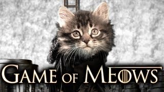 Game Of Thrones (Cute Kitten Version)