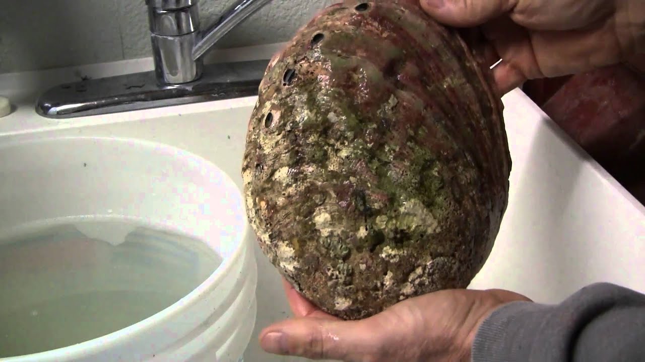Cleaning abalone shells YouTube