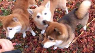 紅葉と柴犬ひかいちめろ　Shiba Inu and autumn leaves