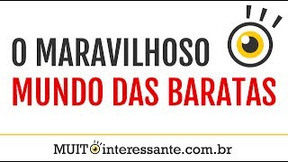 O Maravilhoso Mundo das Baratas - MUITO interessante #3