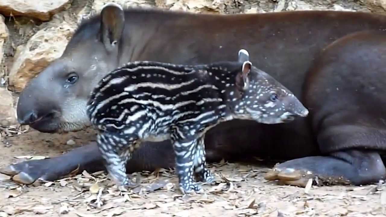 True Facts About The Tapir - YouTube