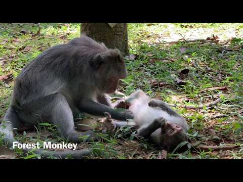 Jade money so lovely her daughter,She take care and grooming Julina.