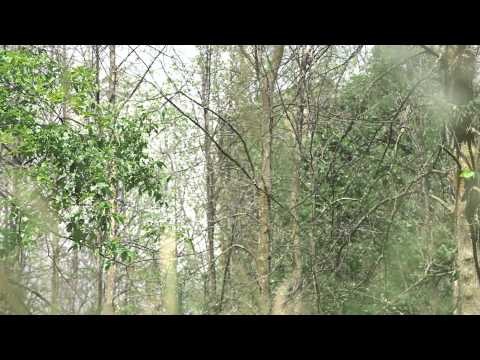 Invaders in Our Forests - Emerald Ash Borer