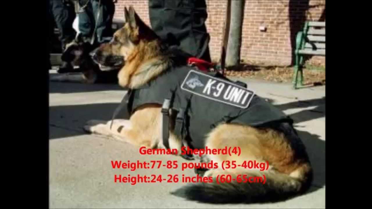 Top 10 Guard Dog Breed Top 10 Guard Dog Breed
