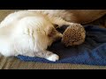 Kitty sits on hedgehog!