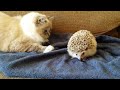 Kitty sits on hedgehog!