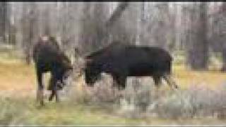 Bull Moose Sparring