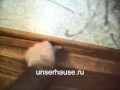 Установка плинтуса своими руками