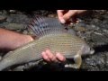 Ombre Commun de 48 Cm dans un torrent.