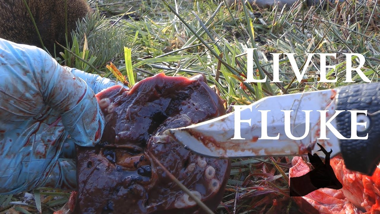 Roestalker: Carcass inspection - Liver fluke in roe deer - YouTube