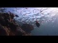 Dive Highlights: TIRAN STRAIT EGYPT - Fish & Coral