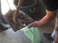 Horse poop Horse poop