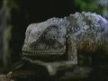 Critter Fest: Budweiser Frogs Lizards and Ferret!! 18 clips!