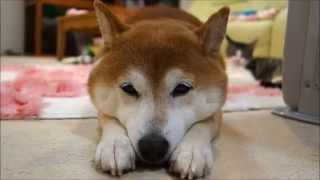 遠近柴猫 Cat and Shiba Inu