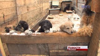 В искитимском приюте появились новые вольеры
