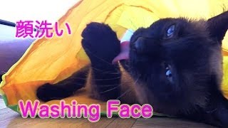 しおちゃん【ティーちゃん顔洗う】Thea the cat washing her face