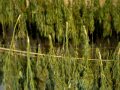 Harvested marijuana Drying Cannabis
