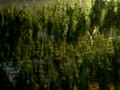 Harvested marijuana Drying Cannabis