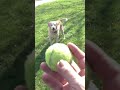 My Labby playing ball for the Los Angelo's Labradores puppies doggies Labbies