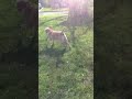 My Labby playing ball for the Los Angelo's Labradores puppies doggies Labbies