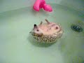 Shming swimming