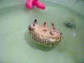 Shming swimming