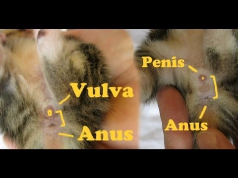 How to determine the gender of the kittens? - YouTube