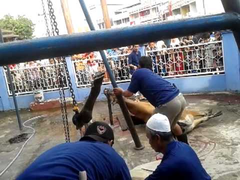 Sembelih qurban at masjid an'nur - YouTube