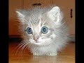 Funny Birthday Song (MewMew the Kitty) - Humor & Fun ecards - Birthday Greeting Cards