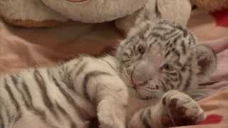 Peru's first white Bengal tiger born in captivity