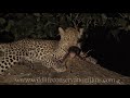 Amazing sights and reflections from 30 years of wildlife films