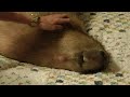 The World's Most Wonderful Capybara in Ecstasy カピバラユーフォリア