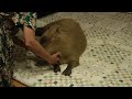The World's Most Wonderful Capybara in Ecstasy カピバラユーフォリア