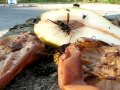 frelon asiatique contre européen