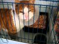 GARFIELD.chat tiré au fusil par un braconnier, il a du être amputé d'une patte