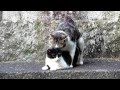 交尾中の猫@潮御崎神社付近(和歌山県 潮岬) Mating Cats in Wakayama, Japan 交尾中の猫@潮御崎神社付近(和歌山県 潮岬) Mating Cats in Wakayama, Japan