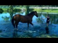 Truman swimming at willow pond stable