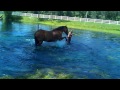 Truman swimming at willow pond stable