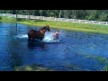 Truman swimming at willow pond stable