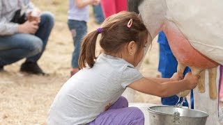 How To Milk a Cow