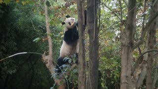 how Panda reacts during the 2013 Sichuan Yaan Earthquake Real Panda Kungfu before quake