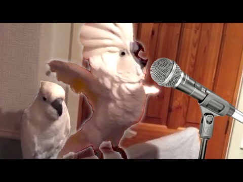 19 Funny Bird Videos || Awesome Compilation