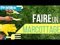 Comment faire un marcottage ?