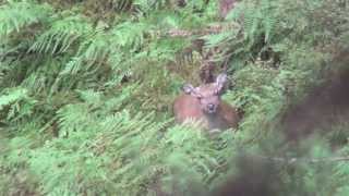 Sika rut in the Mangaroa Block 2013 - With rifle cam!