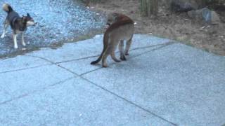 Hungry Cougar vs brave dogs, Highlands, Victoria