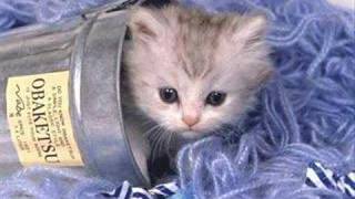 cute animals