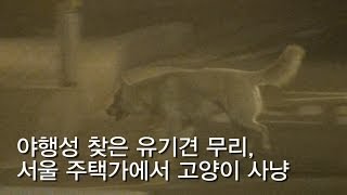 [제보 영상] 고양이 물어 죽이는 유기견들...시민들 불안