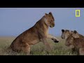 Understanding the Lives of Lions