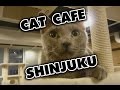 ShiverZ In Japan: Cat Cafe