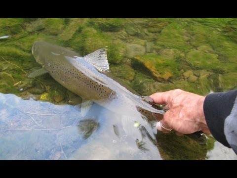 ловля форели ультра лайтом ловля форели ультра лайтом